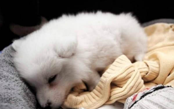 狗狗洗澡為什么會得細小病毒