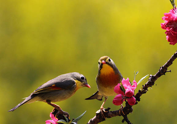 紅嘴相思鳥幾月?lián)Q毛
