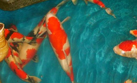 錦鯉魚和金魚能混養嗎