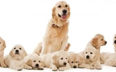 犬瘟都有哪些癥狀