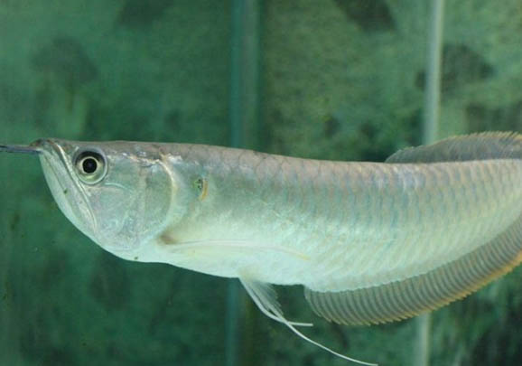 釣魚用什么打窩最好