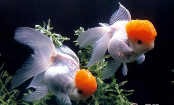 金魚還能和什么魚一起養(yǎng)
