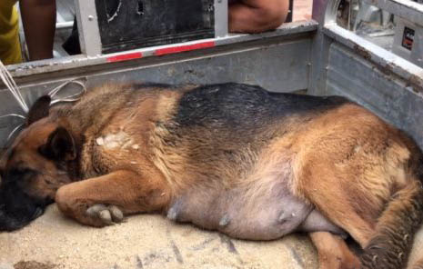哪里有賣邊境牧羊犬