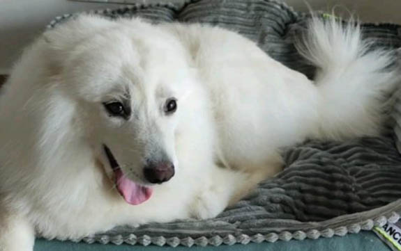 薩摩耶犬智商排第幾名