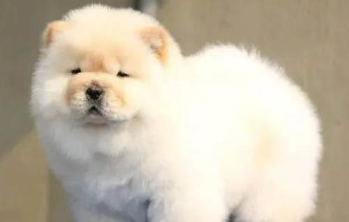狗狗腦炎能活多久