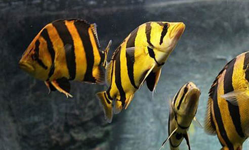 自來水養魚快速除氯氣