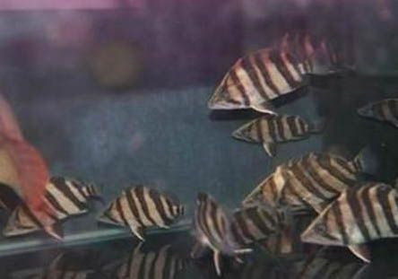 印尼虎魚壽命