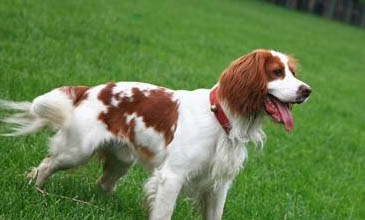 史賓格犬有哪些毛病?