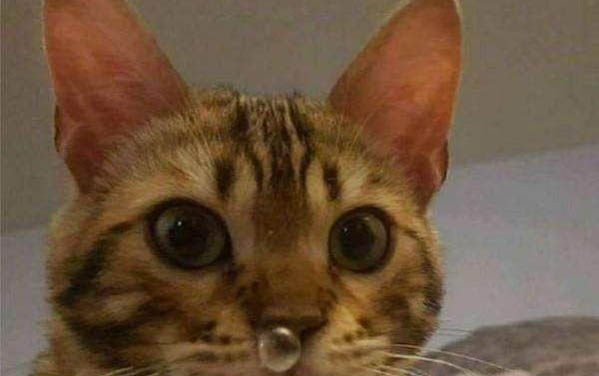 貓咪的趾間炎初期癥狀表現