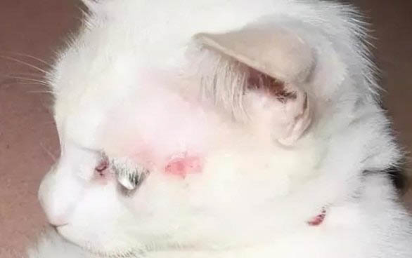 貓咪可以活多久呢