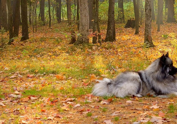 荷蘭毛獅犬突然不愛吃東西的原因是什么