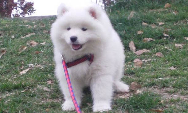 九子秋田犬有哪些狗