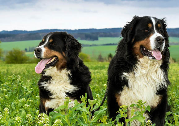 伯恩山犬可以吃什么食物