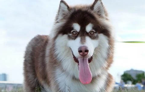阿拉斯加犬和邊牧串串