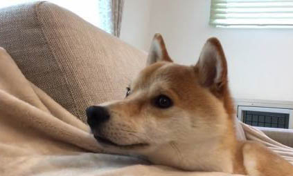 柴犬為什么會笑?