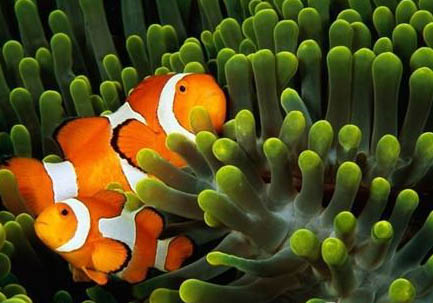 熱帶魚小丑魚怎么養