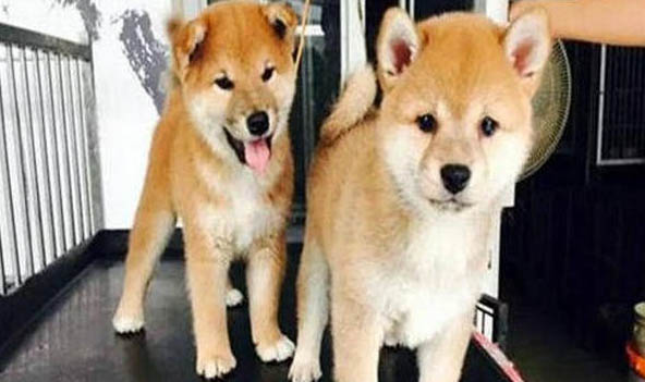 柴犬多大可以吃水果