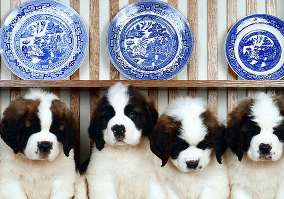 圣伯納犬打嗝