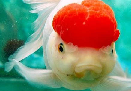 鵝頭紅金魚好養(yǎng)嗎