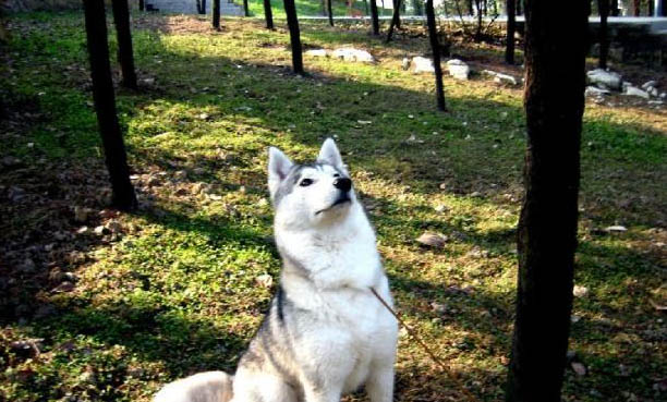 狗狗拉肚子能洗澡嗎?