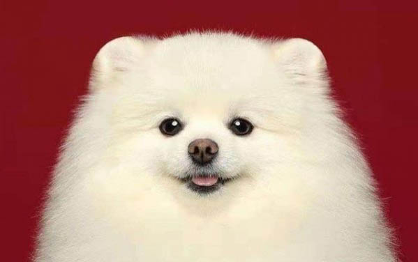 不會掉毛的狗狗有哪些圖片