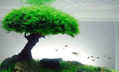 石斧魚的外形特征及特色