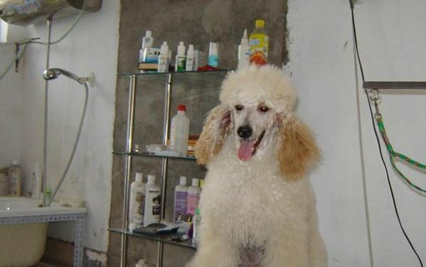 怎樣判斷貴賓犬腿是否斷了