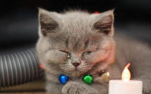 如何正確飼養貓咪