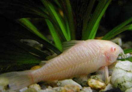 鼠魚的品種及新魚飼養(yǎng)方法