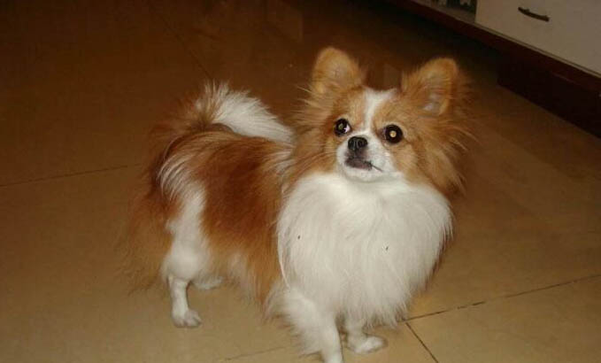 狗狗感染犬瘟初期會吧唧嘴嗎?