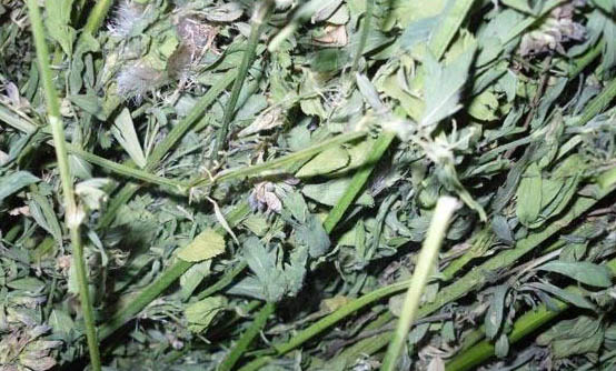 龍貓多久繁殖一窩?