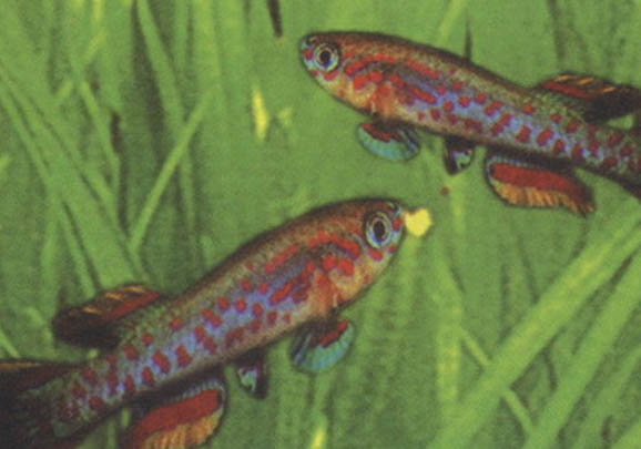 下雨天好釣魚還是晴天好釣魚
