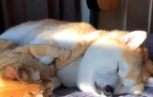 狗狗腫瘤能活多久