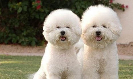 比熊犬屬于貴賓犬嗎