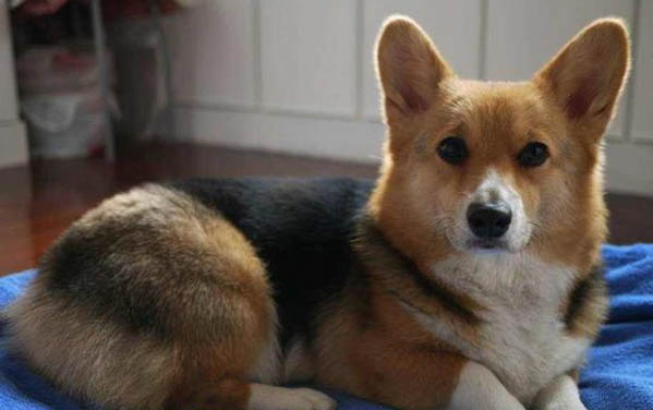 狗狗發燒會自愈么？