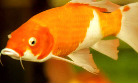 適合新手養的小型觀賞魚