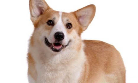 狗狗處方狗糧要吃多久?