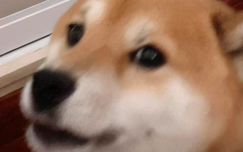 狗狗出生多久后才能洗澡?