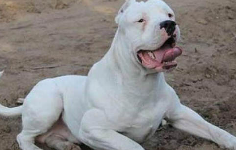 杜高犬老喝水的原因及處理方法