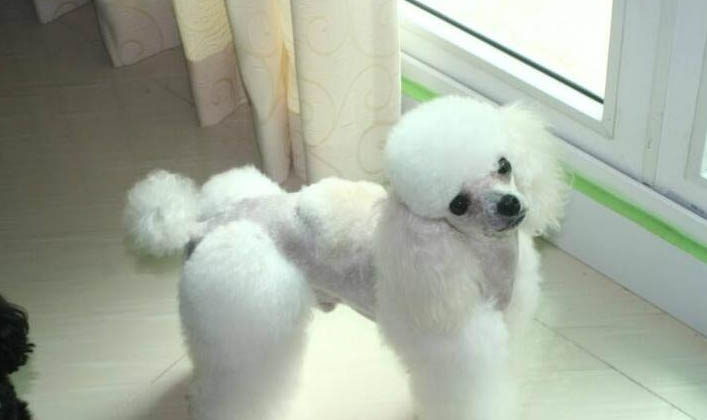 狗狗為什么會得犬瘟呢