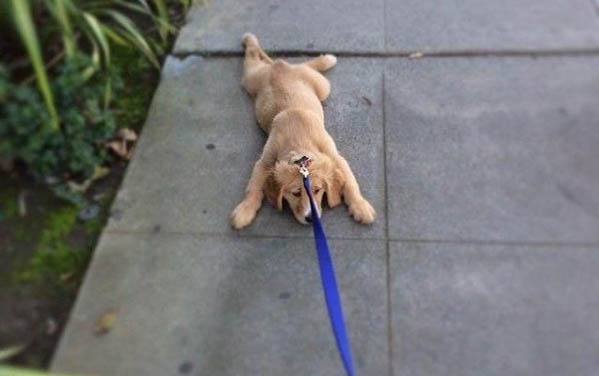犬瘟熱要吃什么藥好