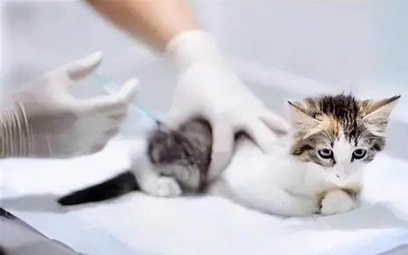 怎么看出貓懷孕了