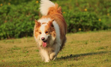 如何訓練邊境牧羊犬