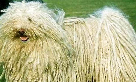 波利犬身體發(fā)抖的原因及處理方法