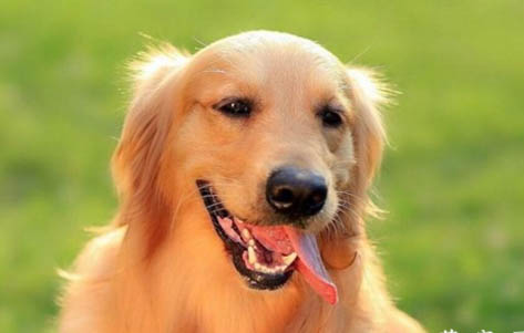 白色金毛犬價格小狗多少錢啊?