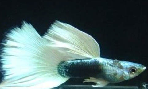 孔雀魚不喂食會餓死嗎