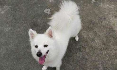 銀狐犬智商排第幾？