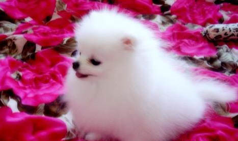 博美犬去淚痕吃什么好呢