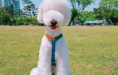 巨貴犬優(yōu)點和缺點