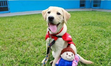 導盲犬價格一般多少錢一只